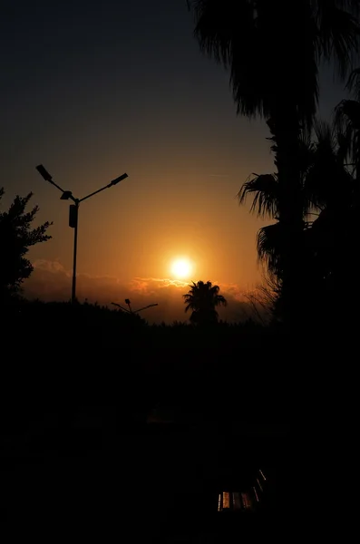 Palmiye ağaçları ve tezgah ile kırmızı günbatımı