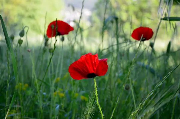 kırmızı gelincikler çimlerde