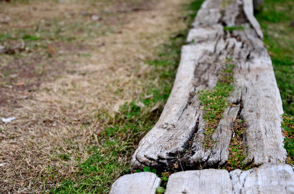 Old logs along walkway
