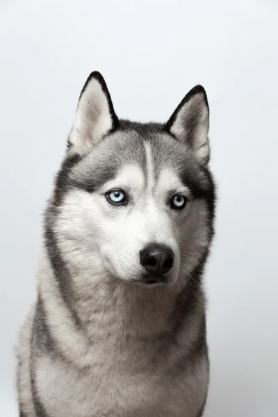 Adorable blanco y negro con ojos azules Husky. Grabado en estudio. sobre fondo gris. Centrado en los ojos — Foto de Stock