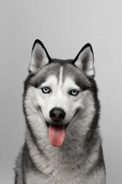 Adorable blanco y negro con ojos azules Husky. Grabado en estudio. sobre fondo gris. Centrado en los ojos —  Fotos de Stock