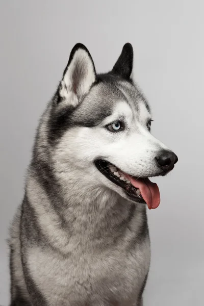 Husky mavi gözlü çok güzel siyah ve beyaz. Stüdyo vurdu. gri arka plan üzerinde. Gözler üzerinde