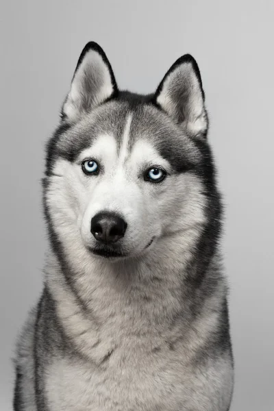 Husky mavi gözlü çok güzel siyah ve beyaz. Stüdyo vurdu. gri arka plan üzerinde. Gözler üzerinde