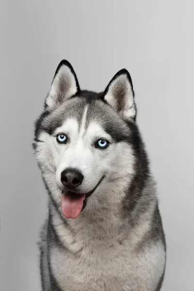 Husky mavi gözlü çok güzel siyah ve beyaz. Stüdyo vurdu. gri arka plan üzerinde. Gözler üzerinde