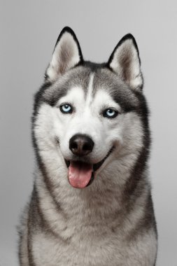 Husky mavi gözlü çok güzel siyah ve beyaz. gri arka plan üzerinde. Gözüne odaklı