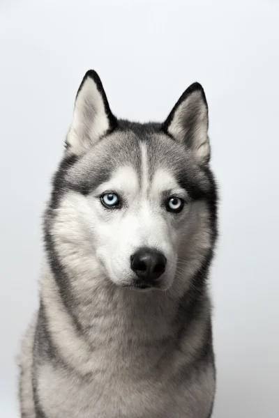 Husky mavi gözlü çok güzel siyah ve beyaz. gri arka plan üzerinde. Gözüne odaklı
