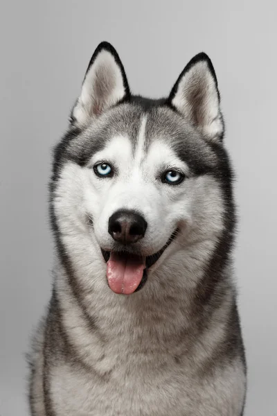 Husky mavi gözlü çok güzel siyah ve beyaz. gri arka plan üzerinde. Gözüne odaklı