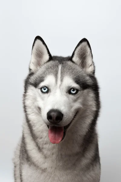 Husky mavi gözlü çok güzel siyah ve beyaz. gri arka plan üzerinde. Gözüne odaklı