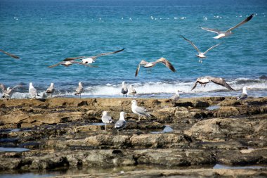 Sahildeki martılar