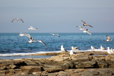 Sahildeki martılar