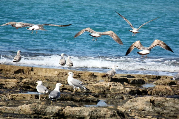 Seagulls on the beach — Stock Photo, Image