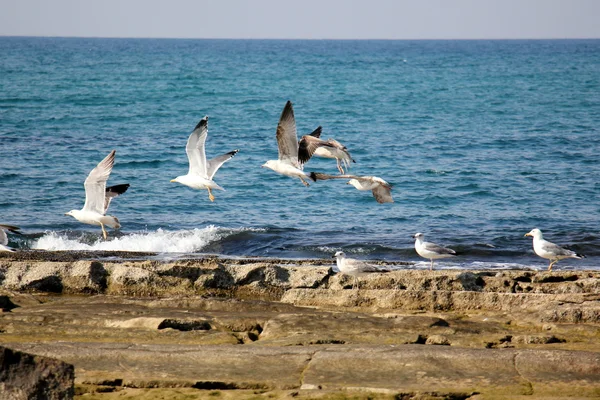 Måsar på stranden — Stockfoto