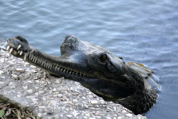 Alligator och krokodil Plant skola — Stockfoto