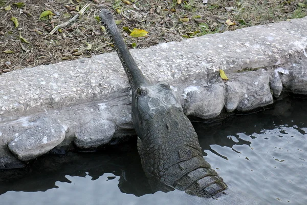 Alligator en krokodil kwekerij — Stockfoto