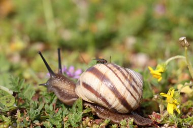 doğa fotoğrafçılığı makro