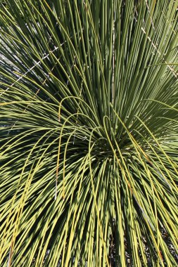 doğa fotoğrafçılığı makro