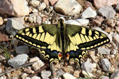 doğa fotoğrafçılığı makro