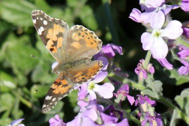 doğa fotoğrafçılığı makro