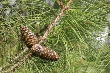 doğa fotoğrafçılığı makro