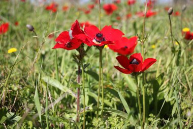 doğa fotoğrafçılığı makro