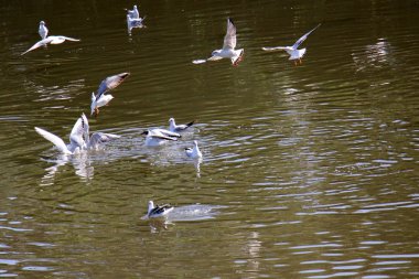 Tel - Aviv Yarkon Nehri