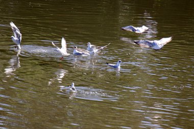 Tel - Aviv Yarkon Nehri