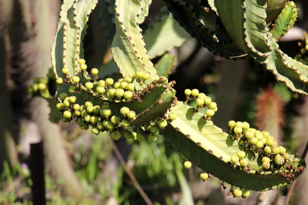 doğa fotoğrafçılığı makro