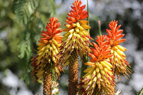 Makro Naturfotografie — Stockfoto