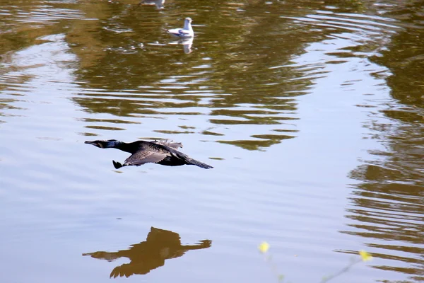 Yarkon Fluss in tel - aviv — Stockfoto