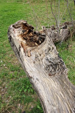 Eski kurumuş ağaç kütüğü