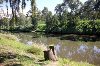 Eski kurumuş ağaç kütüğü
