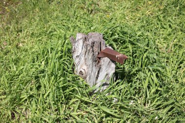 Eski kurumuş ağaç kütüğü