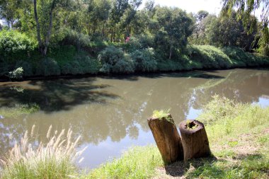 Eski kurumuş ağaç kütüğü