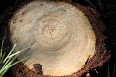 Eski kurumuş ağaç kütüğü