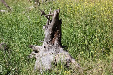 Eski kurumuş ağaç kütüğü