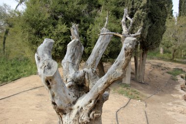 Eski kurumuş ağaç kütüğü