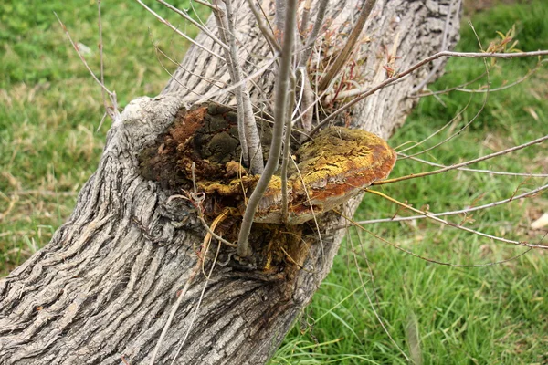 Eski kurumuş ağaç kütüğü — Stok fotoğraf