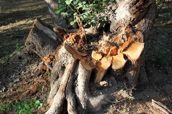 Viejo tocón de árbol seco — Foto de Stock