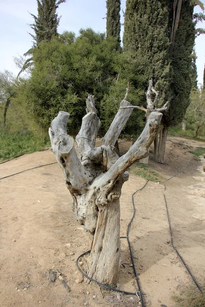 Viejo tocón de árbol seco — Foto de Stock