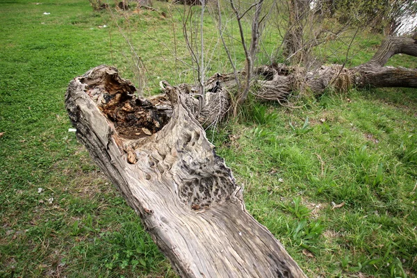 Vieux tronc d'arbre séché — Photo