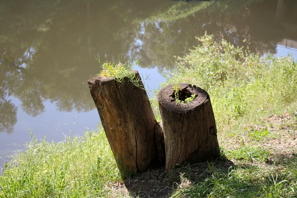 Stary pień drzewa suszone — Zdjęcie stockowe