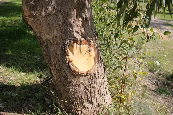 Velho toco de árvore seca — Fotografia de Stock