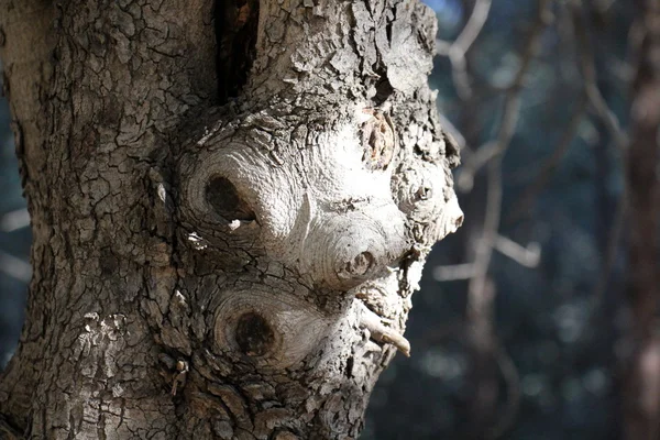 Viejo tocón de árbol seco — Foto de Stock