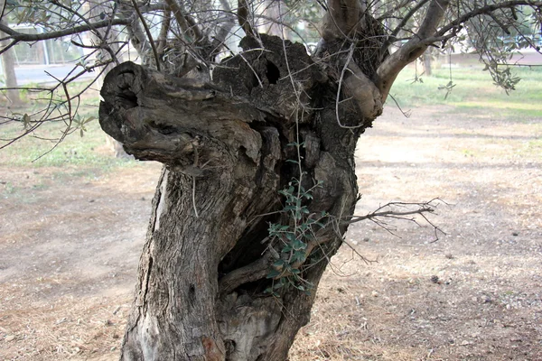 Vieux tronc d'arbre séché — Photo