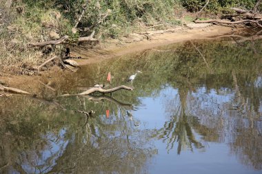 Gri balıkçıl Nehri kıyısında