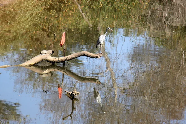 Héron gris sur la rive de la rivière — Photo