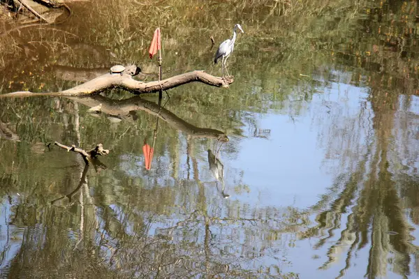 Garza gris en la orilla del río — Foto de Stock