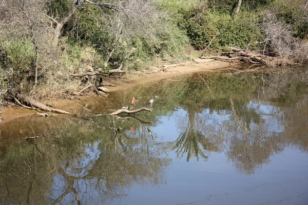 Garza gris en la orilla del río — Foto de Stock