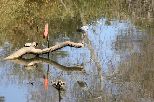 Gray Heron aan de rivieroever — Stockfoto