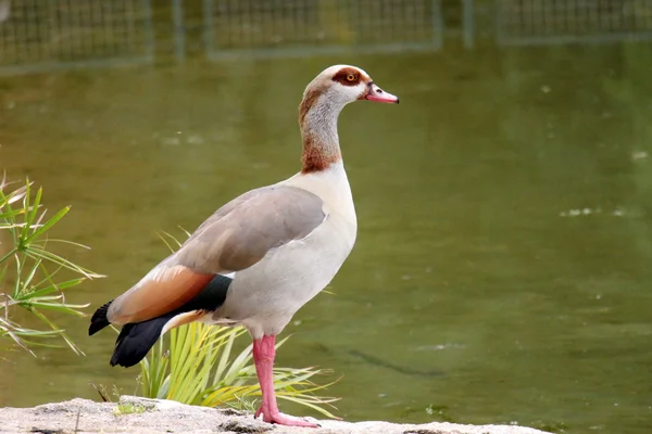 Anatra colorata sulla riva del fiume — Foto Stock